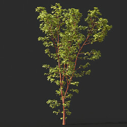 Maxtree-Plants Vol45 Acer palmatum sango kaku 01 01 