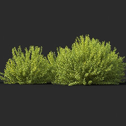 Maxtree-Plants Vol45 Berberis thunbergii 01 02 