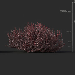 Maxtree-Plants Vol45 Berberis thunbergii 01 03 