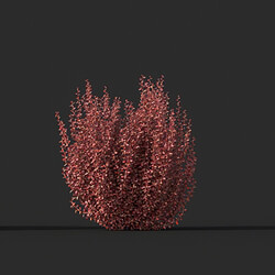 Maxtree-Plants Vol45 Berberis thunbergii 01 05 