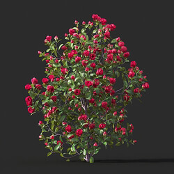 Maxtree-Plants Vol45 Camellia japonica 01 01 