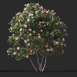 Maxtree-Plants Vol45 Camellia japonica 01 05 