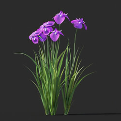 Maxtree-Plants Vol45 Iris ensata 01 01 