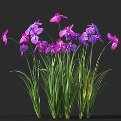 Maxtree-Plants Vol45 Iris ensata 01 02 