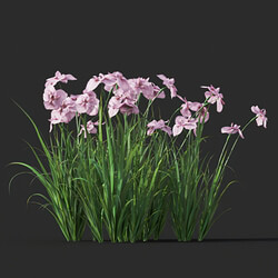 Maxtree-Plants Vol45 Iris ensata 01 04 