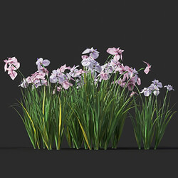 Maxtree-Plants Vol45 Iris ensata 01 05 