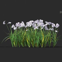 Maxtree-Plants Vol45 Iris ensata 01 06 