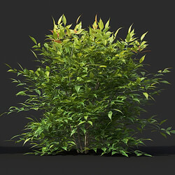 Maxtree-Plants Vol45 Nandina domestica 01 03 