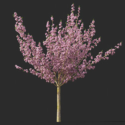Maxtree-Plants Vol45 Prunus serrulata Kanzan 01 01 