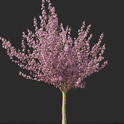 Maxtree-Plants Vol45 Prunus serrulata Kanzan 01 02 