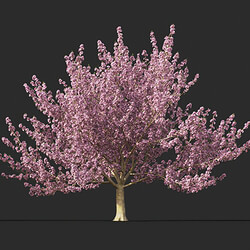 Maxtree-Plants Vol45 Prunus serrulata Kanzan 01 06 