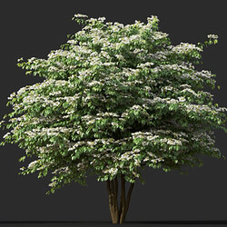 Maxtree-Plants Vol45 Viburnum plicatum 01 05 