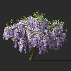 Maxtree-Plants Vol45 Wisteria floribunda 01 02 
