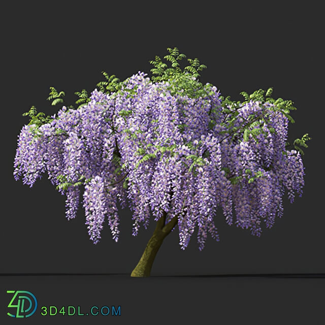 Maxtree-Plants Vol45 Wisteria floribunda 01 02