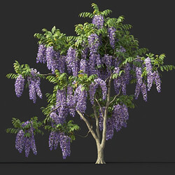 Maxtree-Plants Vol45 Wisteria floribunda 01 05 