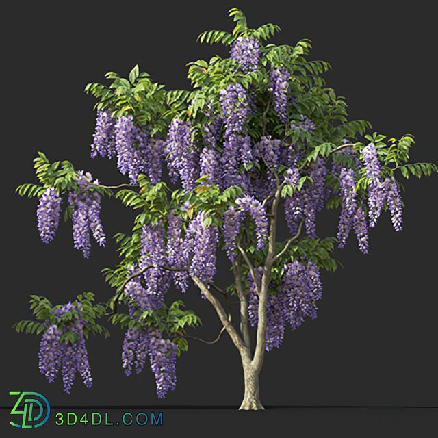 Maxtree-Plants Vol45 Wisteria floribunda 01 05