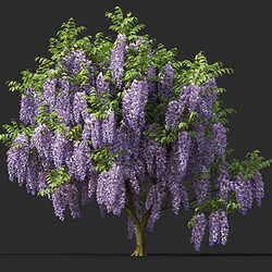 Maxtree-Plants Vol45 Wisteria floribunda 01 06 