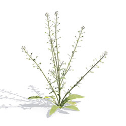 Maxtree-Plants Vol54 Capsella bursa pastoris 01 02 