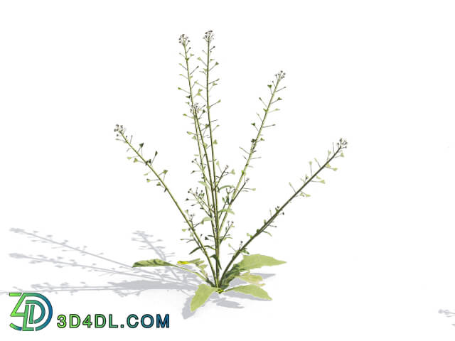 Maxtree-Plants Vol54 Capsella bursa pastoris 01 02