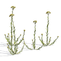 Maxtree-Plants Vol54 Gnaphalium affine 01 01 