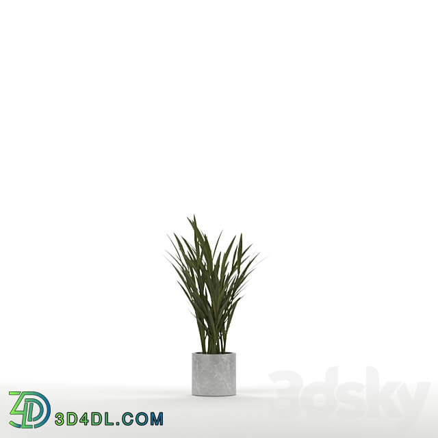 Palm interior plants