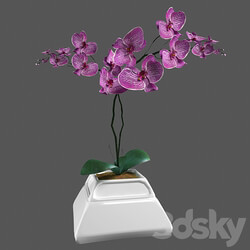 Flower Orchid Phalaenopsis 