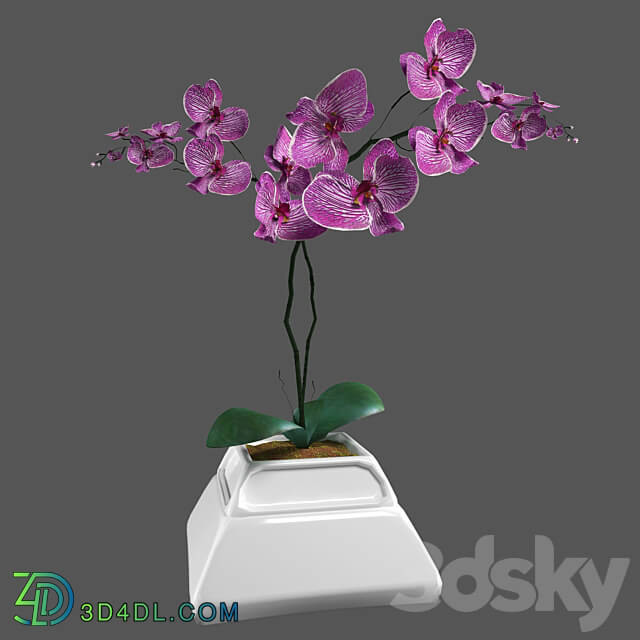 Flower Orchid Phalaenopsis