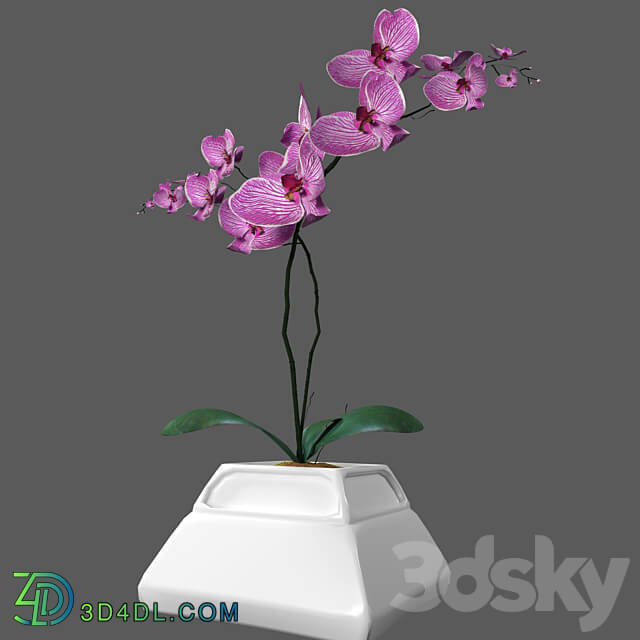 Flower Orchid Phalaenopsis