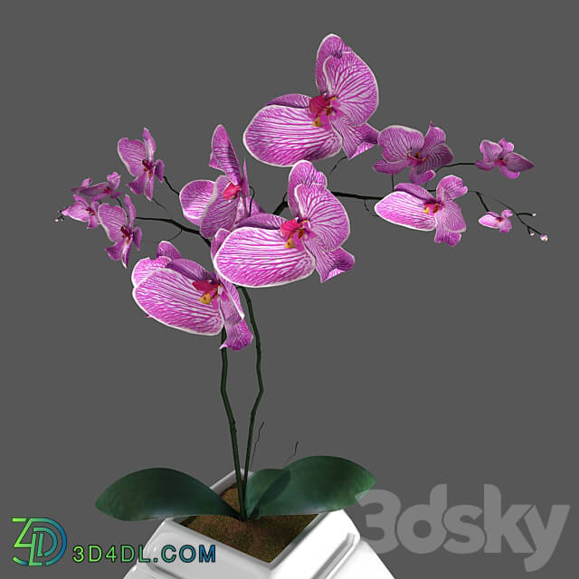 Flower Orchid Phalaenopsis