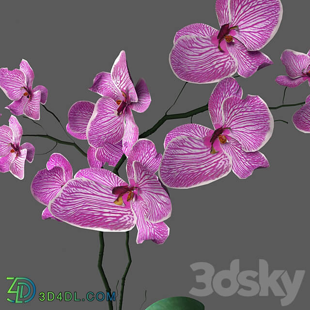 Flower Orchid Phalaenopsis