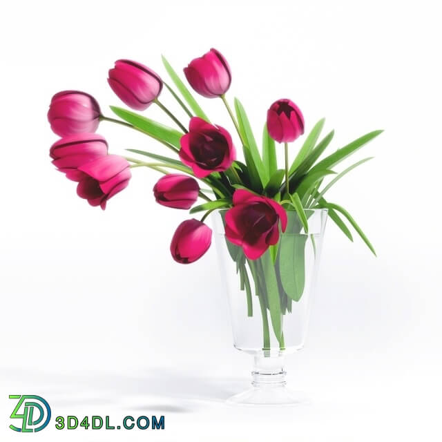 Plant - TULIP FLOWER - 5