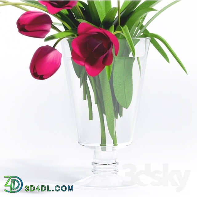 Plant - TULIP FLOWER - 5