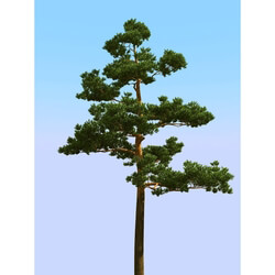 3dMentor HQPlants-02 (058) pine 3 