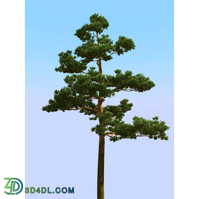 3dMentor HQPlants-02 (058) pine 3