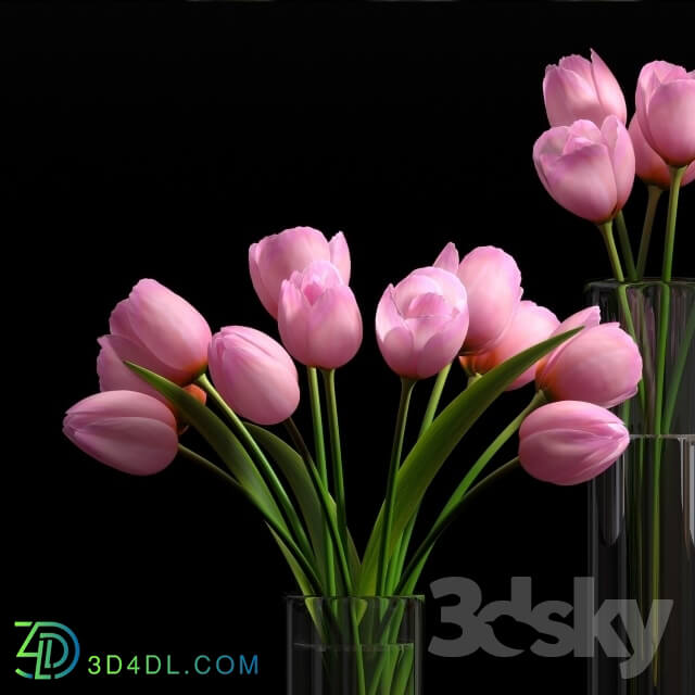 Plant - TULIP 5