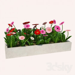 Plant - Flower bed 