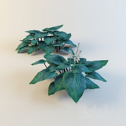 Plant - Hosta _ Blue Angel _ 