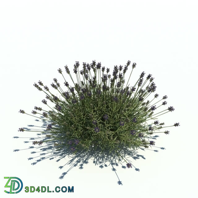 ArchModels Vol126 (021) Lavandula v3