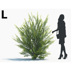 Maxtree-Plants Vol02 Ligustrum ovalifolium 03 L 