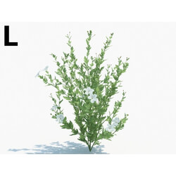 Maxtree-Plants Vol03 Romneya coulteri 03 L 