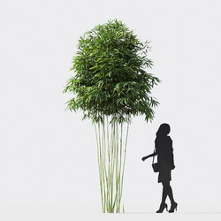 Maxtree-Plants Vol18 Bambusa boniopsis 01 01 01 