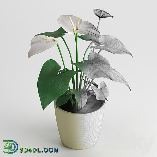 Anthurium