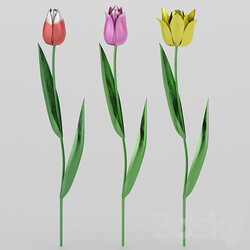 Miscellaneous Metallic tulips 