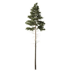 ArtStation Pine Trees Vol 01 (001) 