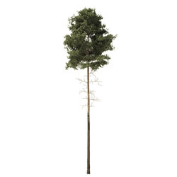 ArtStation Pine Trees Vol 01 (006) 