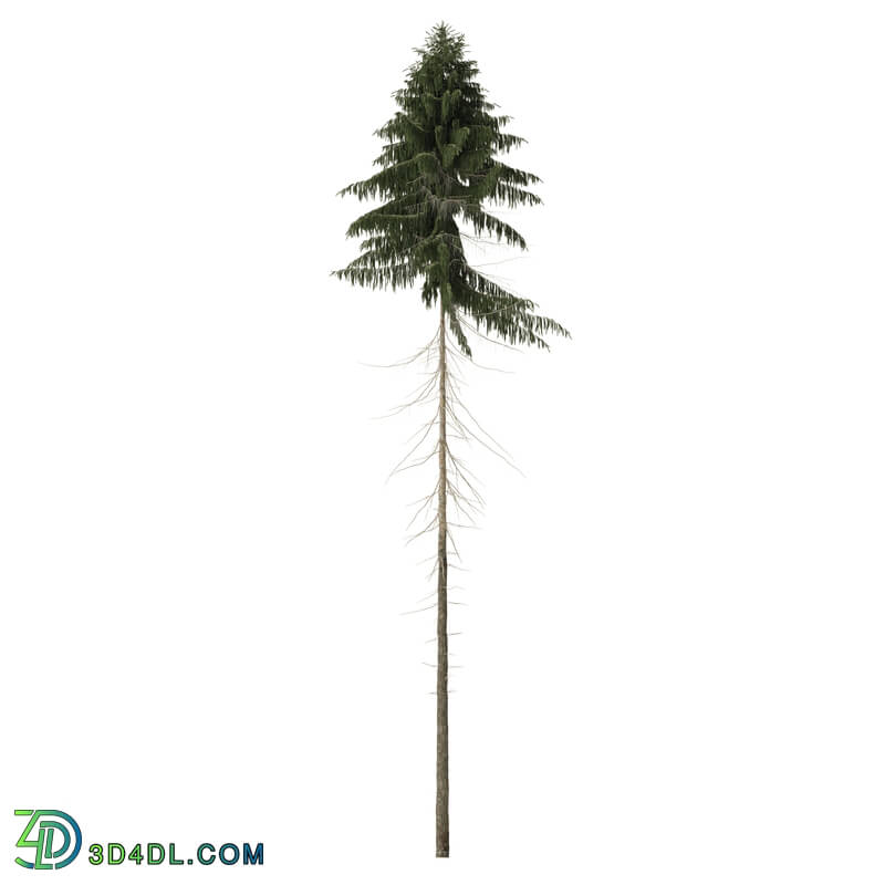 ArtStation Pine Trees Vol 01 (010)