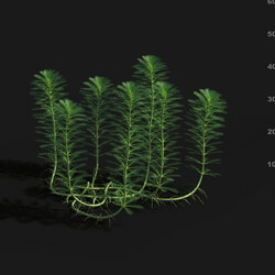 Maxtree-Plants Vol29 Alopecurus pratensis 01 03 