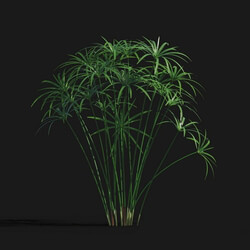 Maxtree-Plants Vol29 Cyperus alternifolius 01 02 