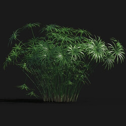Maxtree-Plants Vol29 Cyperus alternifolius 01 03 