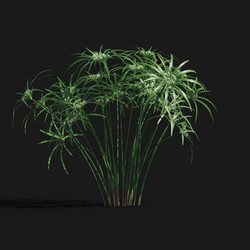 Maxtree-Plants Vol29 Cyperus alternifolius 01 05 